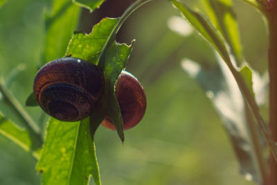 Close-up of snail on plant