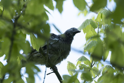 Low angle view of bird perching on tree