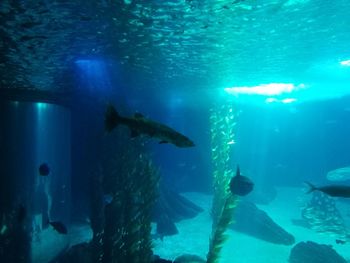 Fish swimming in sea