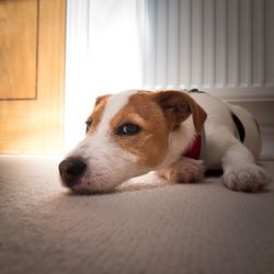 Close-up of dog at home