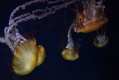 Close-up of over black background