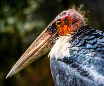 Close-up of bird