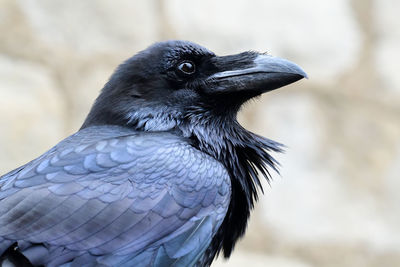 Close up of a raven 