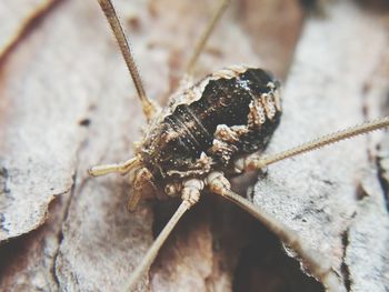 Close-up of insect