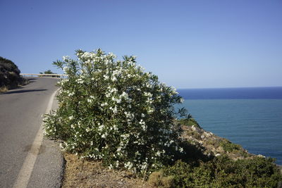 Tree by sea against clear sky