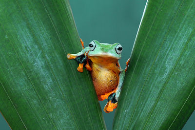 High angle view of frog on leaf