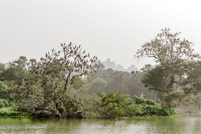 Scenic view of lake in forest against clear sky