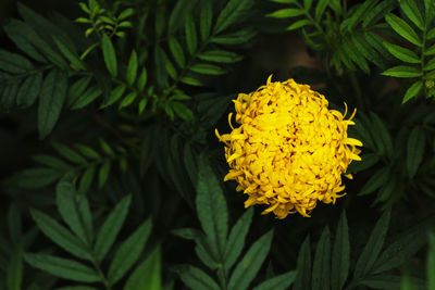 Close-up of yellow flowers on plant