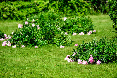 Bush with many large delicate vivid pink peony flowers in a british  garden in a sunny spring day