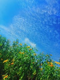 Low angle view of trees against cloudy sky