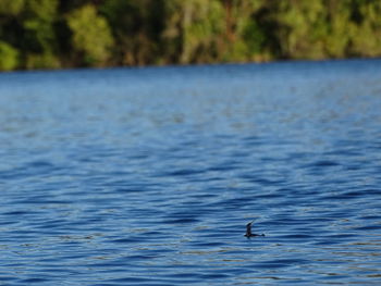 Bird in lake