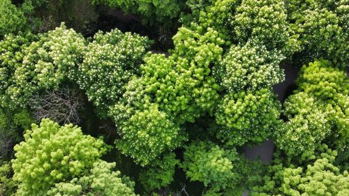 Full frame shot of trees