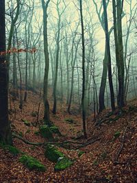 Trees in forest during autumn