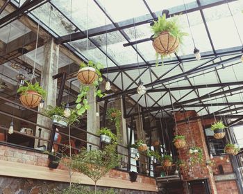 Low angle view of potted plants on building