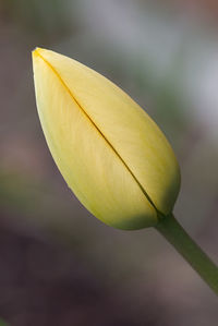 Close-up of yellow flower bud