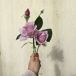 Close-up of hand holding pink rose against wall