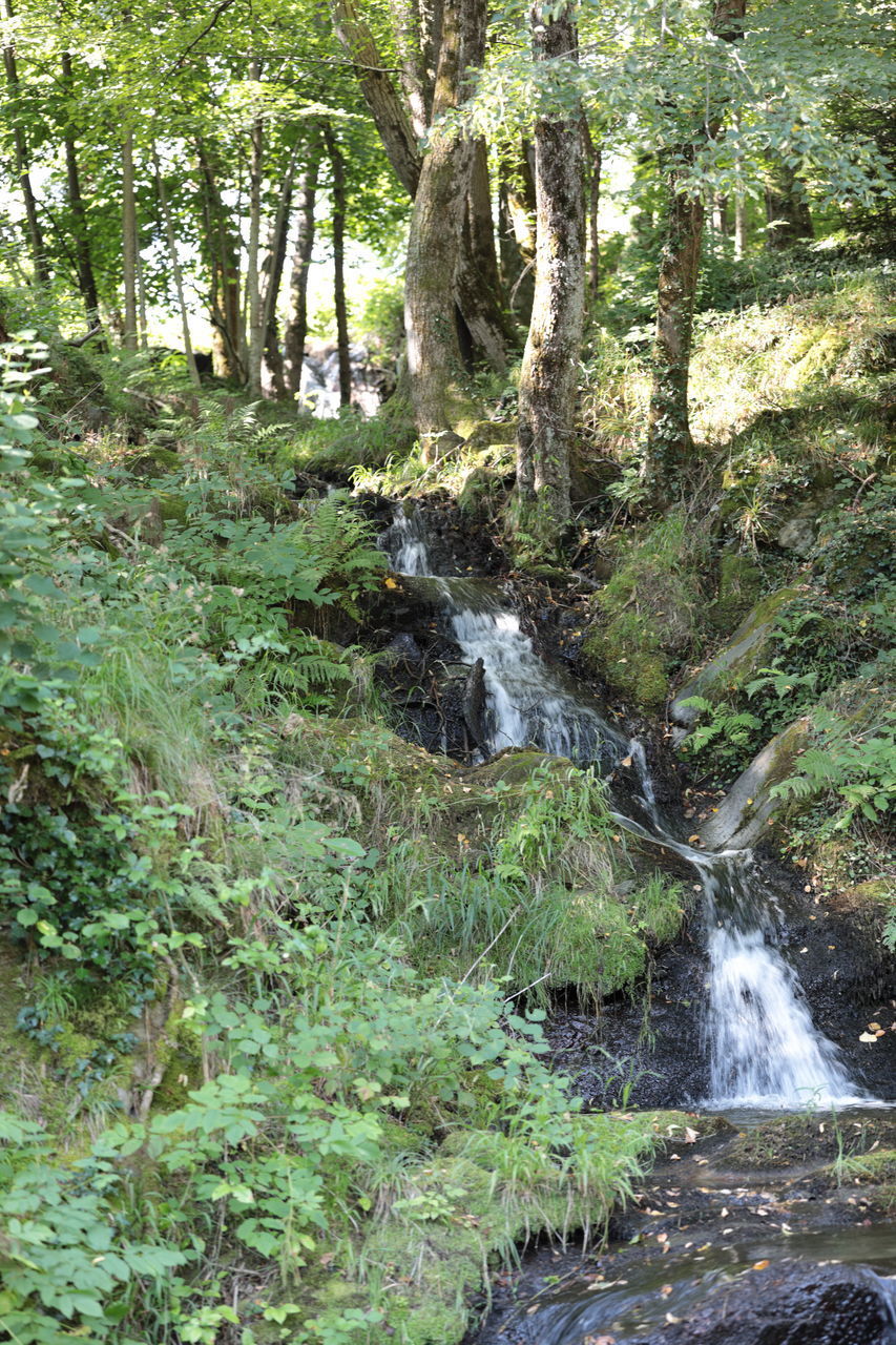 STREAM FLOWING IN FOREST