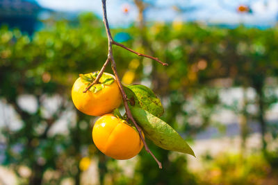 Close-up of lemon growing on tree