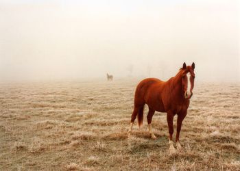 Horse standing on field against clear sky