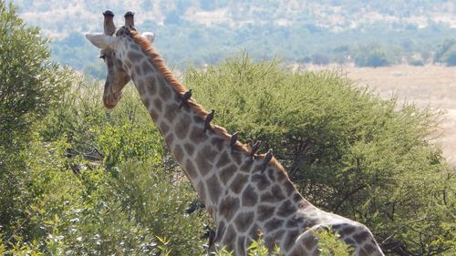 View of giraffe on field