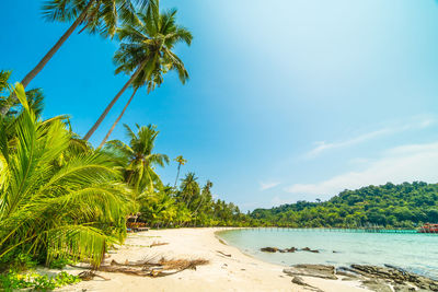 Palm trees at beach against blue sky during sunny day