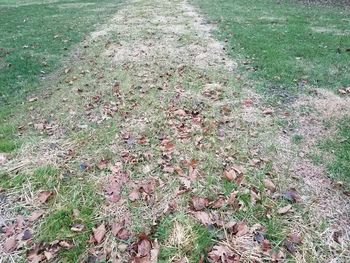 High angle view of dry leaves on field