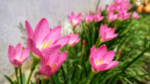 Close-up of pink flowering plants