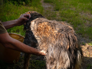 Man washes dog combs summer backyard pet taking bath against fleas ticks hands combing wet long fur 