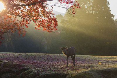 View of a horse on field