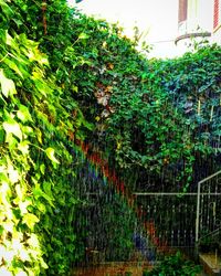 Close-up of ivy growing on tree