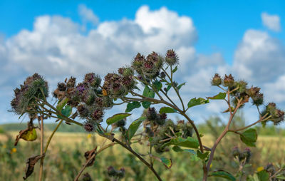 Close-up of flowering plant against cloudy sky