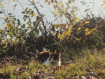 Cat sitting on grass