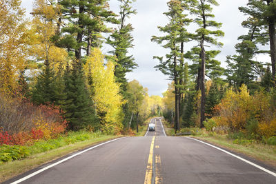 Road amidst trees in forest