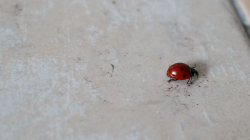 Close-up of ladybug