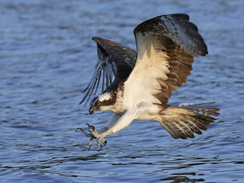 Close-up of bird flying over lake