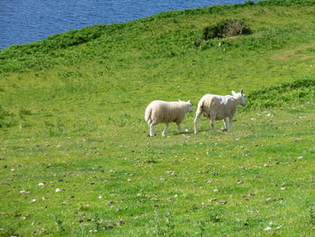 Sheep in a field