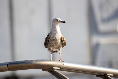 Close-up of bird perching on metal railing