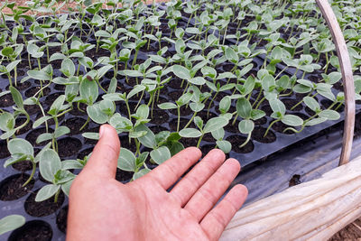 Small watermelon tree growing in garden, farmers use for analysis of the plant.