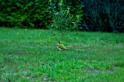 Bird perching on a field