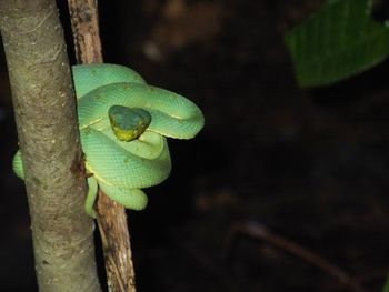 Close-up of green lizard on plant