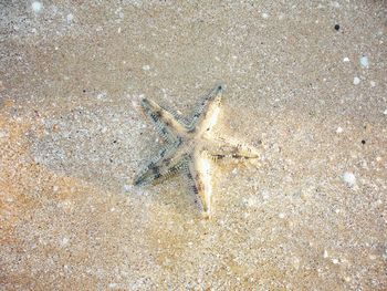 High angle view of starfish on beach