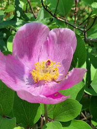 flowering plant