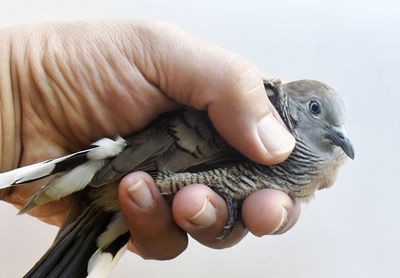 Close-up of hand holding bird