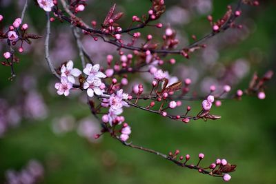 Close-up of pink cherry blossoms in spring