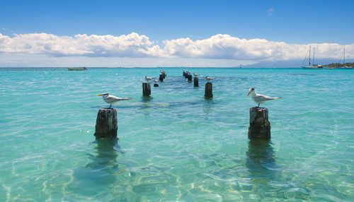 Birds perching on wooden post in sea against sky