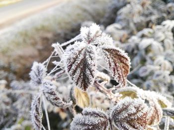 Close-up of frozen plant