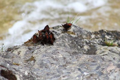 Close-up of insect on rock