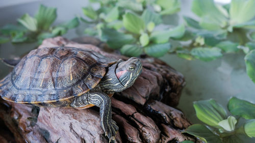 Close-up of turtle 