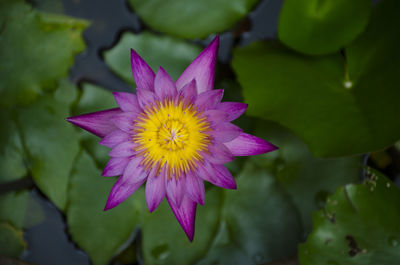 Close-up of purple water lily