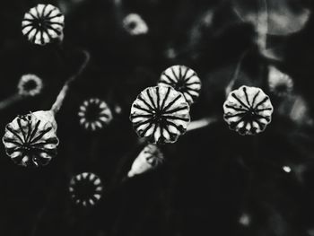 High angle view of flowering plant